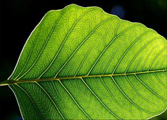 苹果短信轰炸机